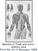 Muscles of Trunk and arms - anterior view