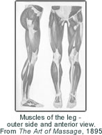 Muscles of the leg - outer side and anterior view
