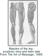 Muscles of the leg - posterior view and inner side