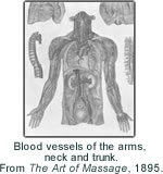 Blood vessels of the arms, neck and trunk